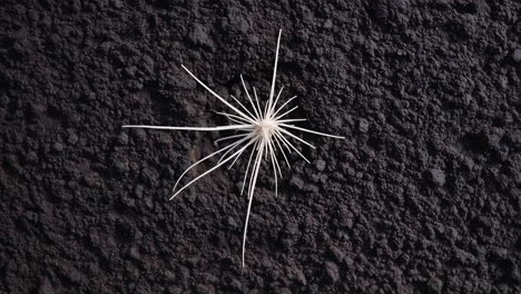 white sea urchin fragment on dark soil
