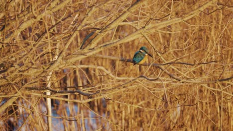 Eisvogel-Sitzt-Auf-Einem-Ast-Im-Wald