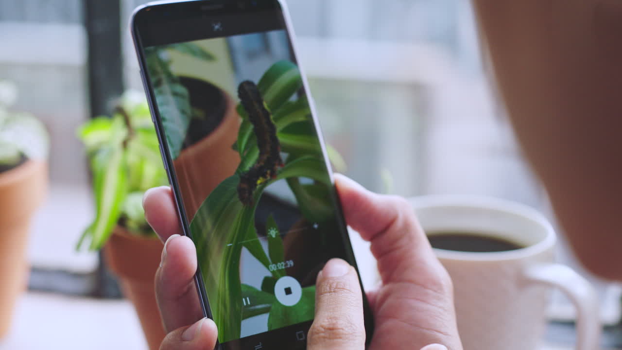 애벌레, 식물 비디오와 전화로 손