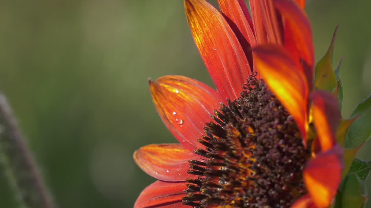 Close-up honeybees on red sunflower, slowmo, macro nature, flying insects