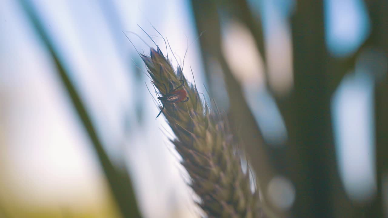 un primer plano detallado de una garrapata en una rama, mostrando su cuerpo marrón oscuro y marcas de color naranja rojizo