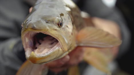 a man holds a live fish