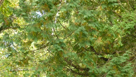 Ein-Kleiner-Vogel-Springt-Von-Ast-Zu-Ast-In-Einem-Riesigen-Laubbaum,-Während-Darüber-Sonnenlicht-Scheint