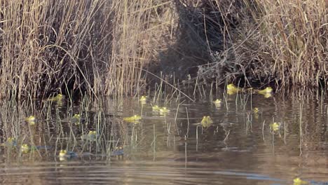 Gathering-of-light-green-treefrogs-by-the-riverbank-in-heath-nature