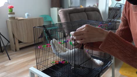 young woman install a hammock inside the cage for sugar glider