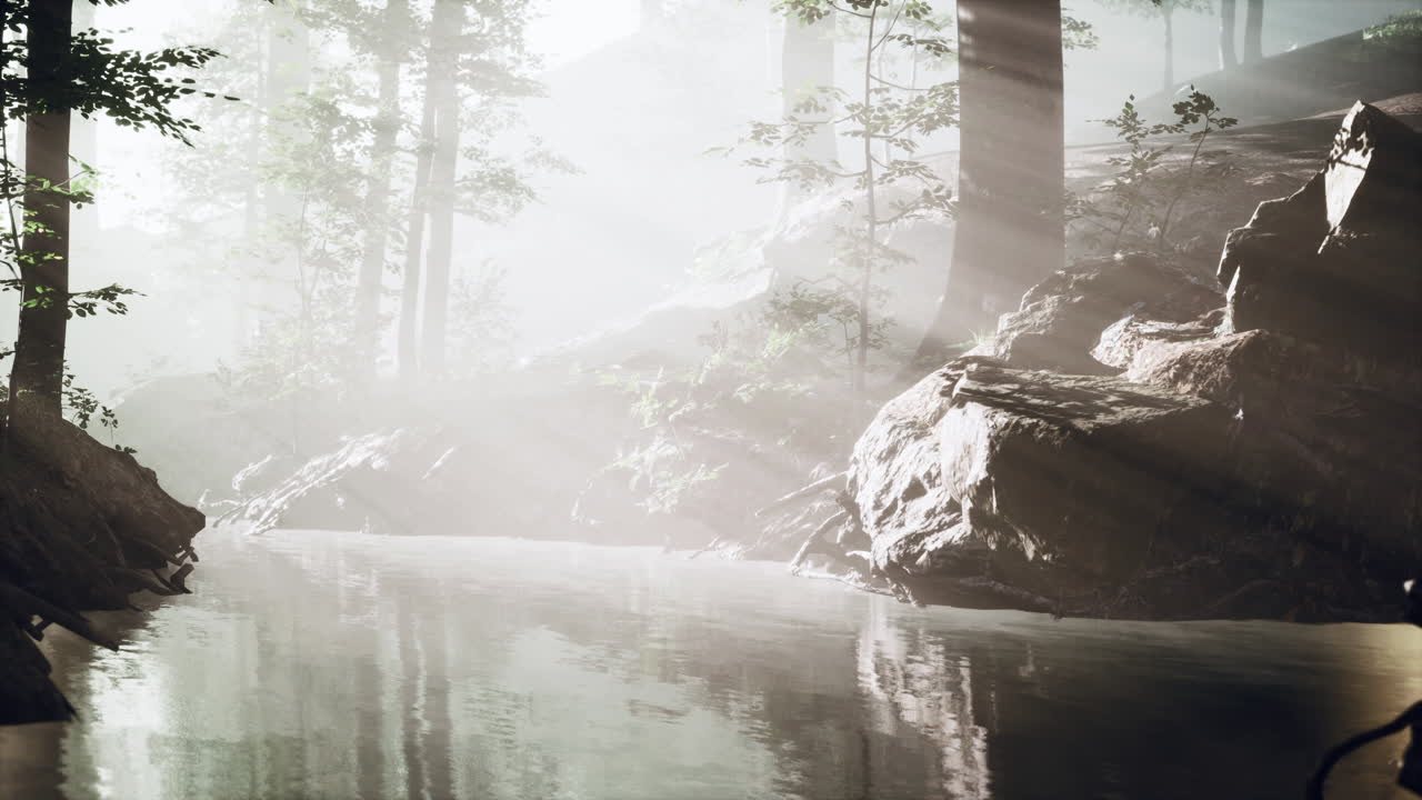 신비로운 숲의 어두운 연못