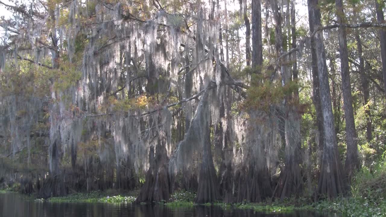 에버글레이즈 2의 늪을 여행하는 셀카 샷