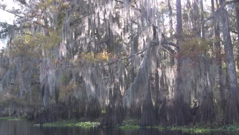 A POV shot traveling through a swamp in the Everglades 2