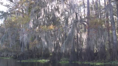 a pov shot traveling through a swamp in the everglades 2