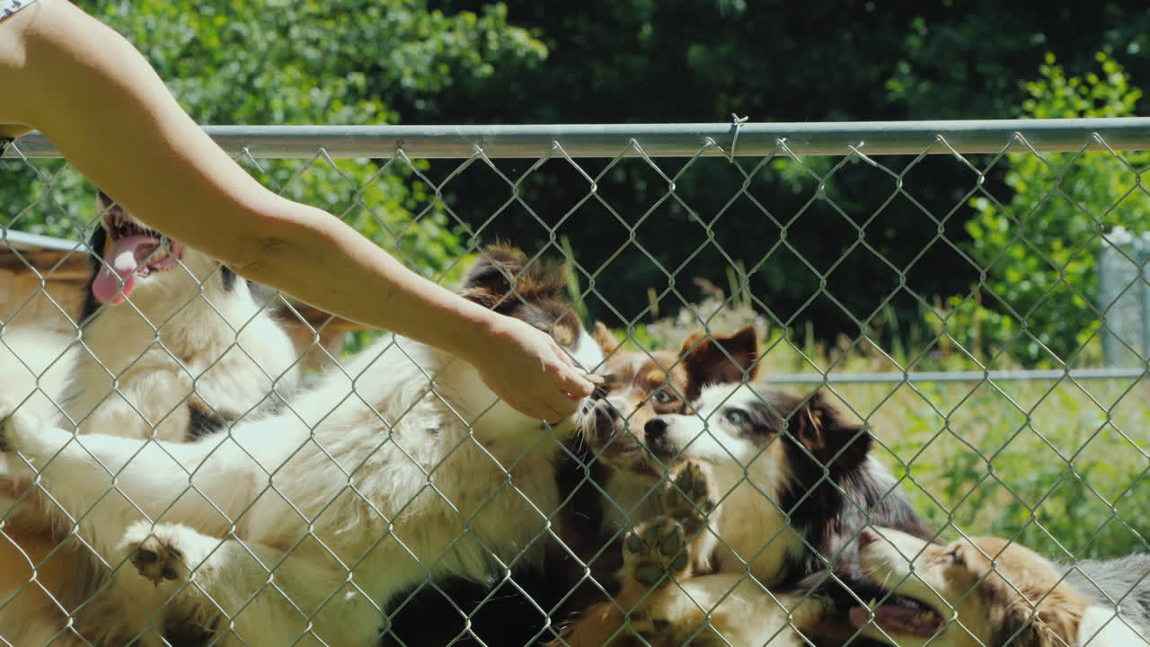 새장 그물 뒤에 있는 개에게 맛있는 음식을 주는 여자