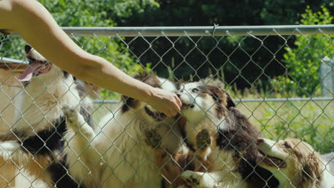 woman gives tasty pieces of food to dogs behind an aviary net