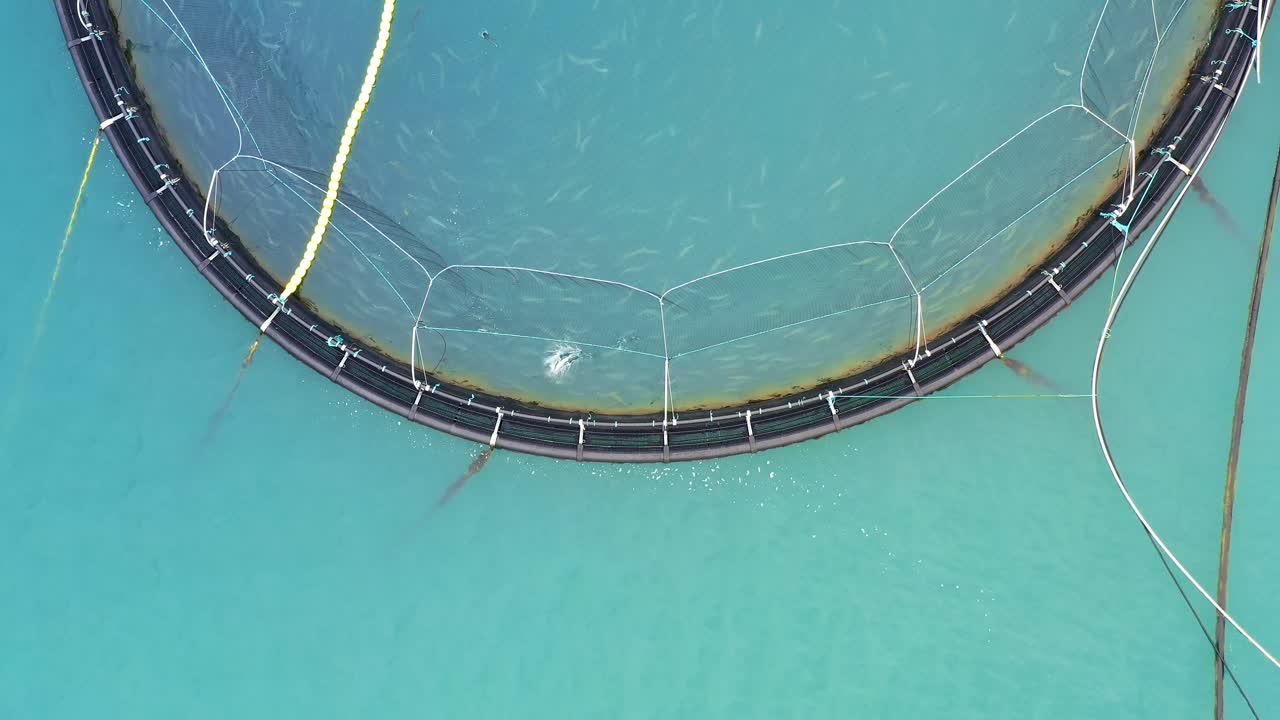 노르웨이에서 연어  ⁇ 시를 하는 공중 촬영