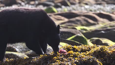 Mittlere-Aufnahme-Eines-Schwarzbären,-Der-Einen-Lachs-Auf-Einem-Mit-Algen-Bedeckten-Felsen-Frisst