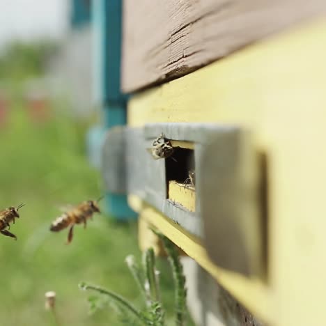 bees flying out of the hive