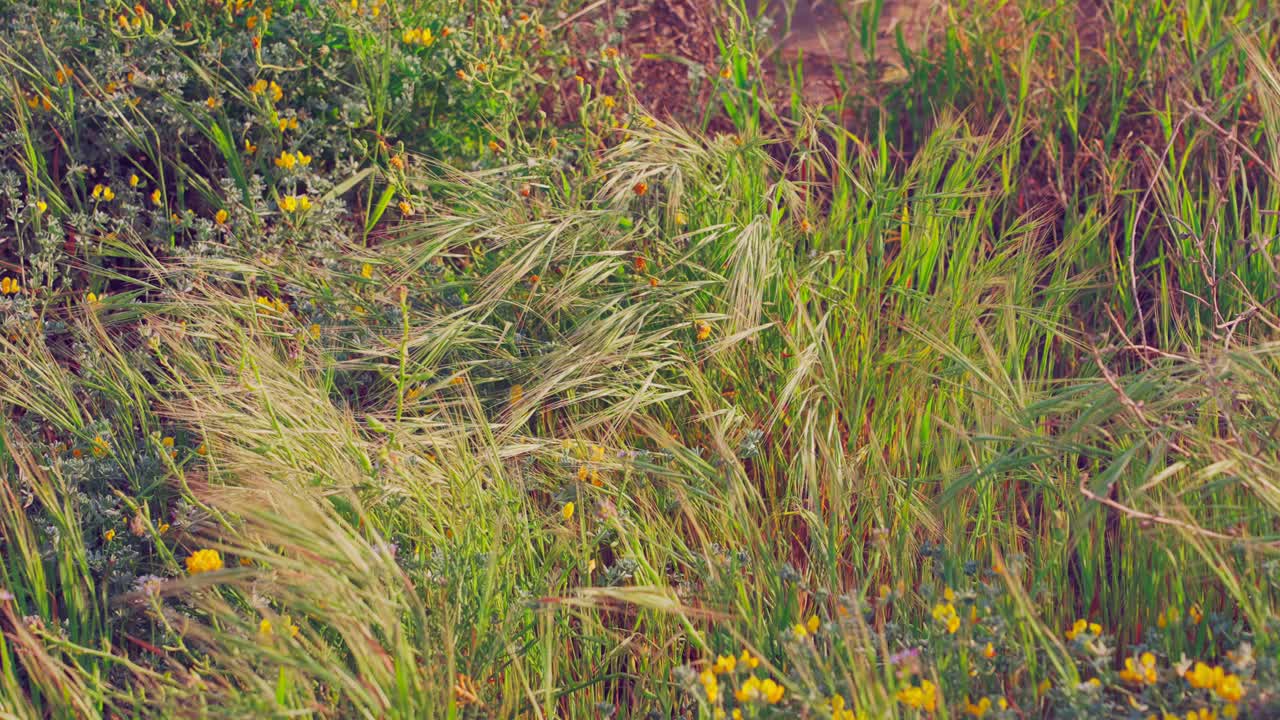 hierba y flores en cámara lenta