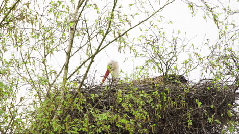 cigüeña blanca sentada en el nido de los pájaros, moviendo ramas con su pico