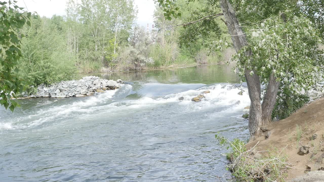 Fiume con rapide e alberi