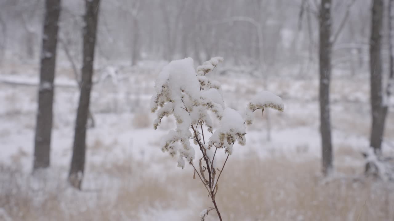 Snow-covered plant in a serene Minnesota winter forest, evoking calm and solitude