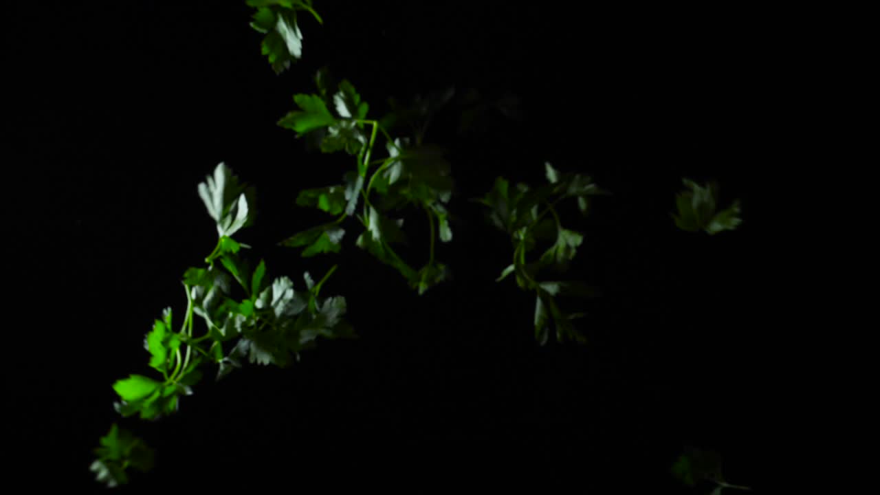 신선한 파슬리 떨어지는