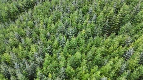 Drone footage glides above dense Sitka spruce trees in the Scottish Highlands, capturing lush green foliage in soft daylight with smooth, steady movement