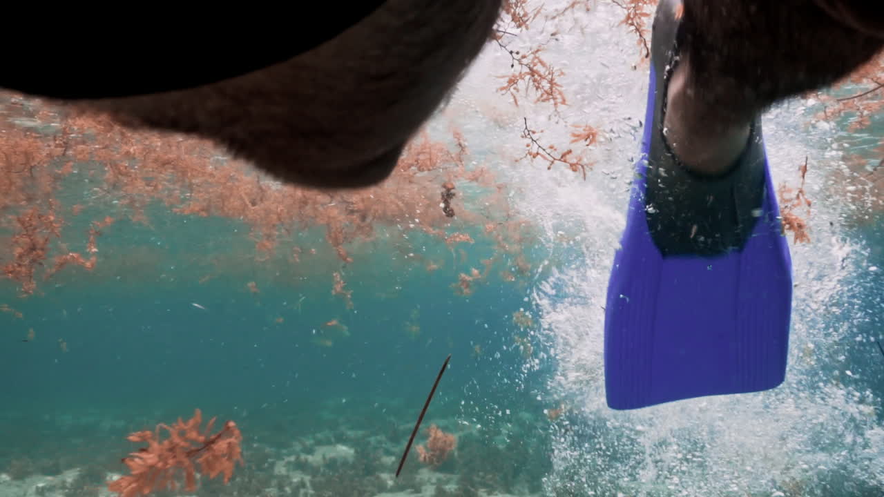 파란색 지느러미로 사르가소를 가로질러 헤엄치는 수 다리의 포브