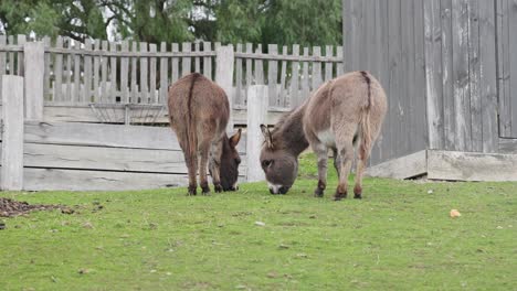 two donkeys eating grass in a farm