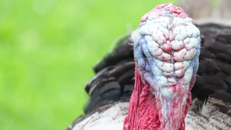 beautiful red head of domestic turkey a bird with a red head on a fresh green meadow beautiful red head of domestic turkey a bird with a red head on a fresh green meadow shooting close up