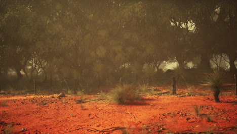 mist-shrouded australian bush