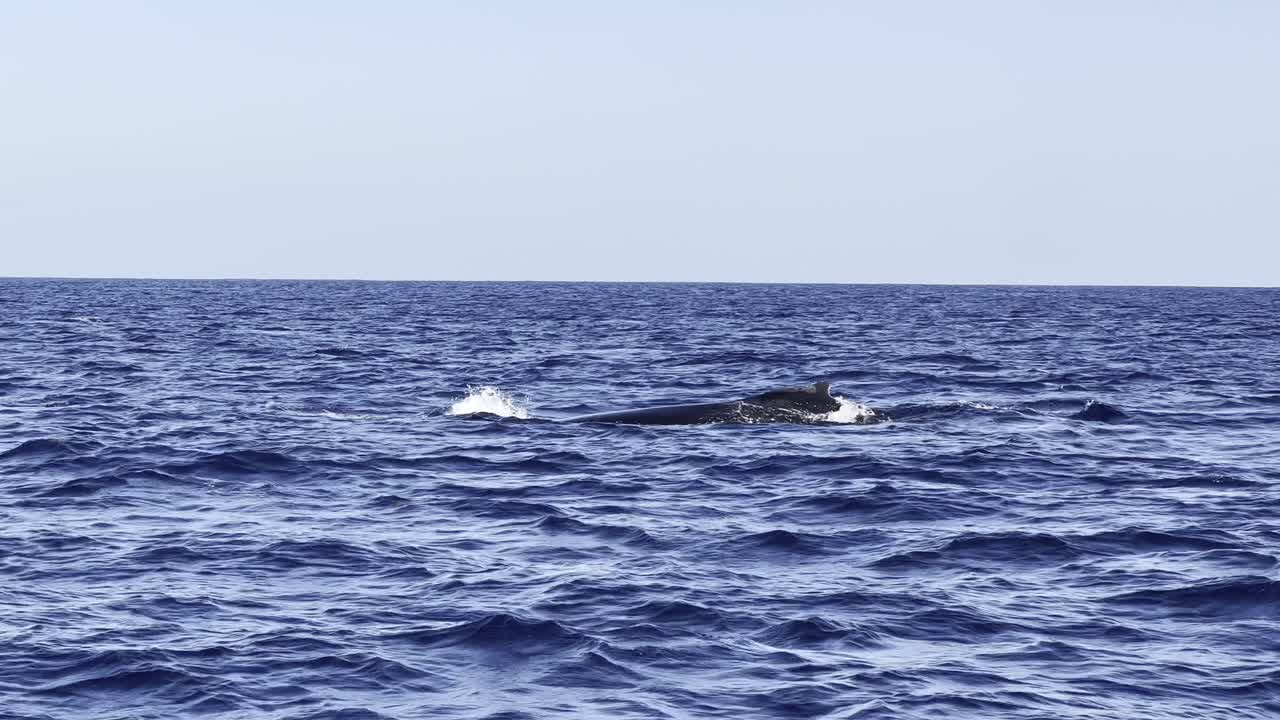 A humpback whale mother and calf break the blue ocean surface for a quick breath before sinking back down