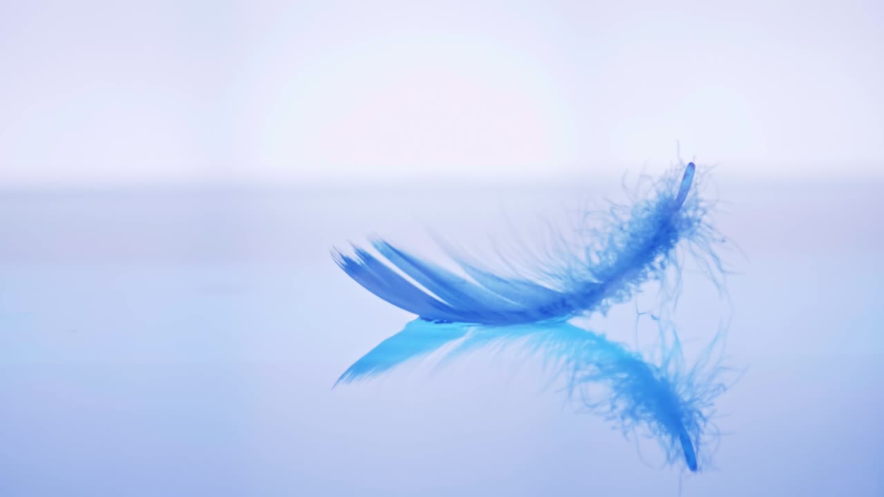 새의 깃털이 수면에 떨어졌다 슬로우 모션 감각으로 가을의 가벼움과 부드러움