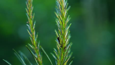 Makro-Nahaufnahme-Des-Wilden-Ameiseninsekts-Im-Grünen-Tannenzweig