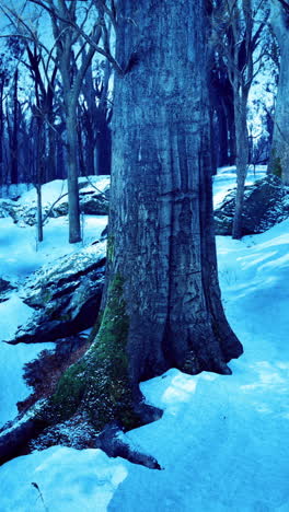 frosty winter scene of tranquility in a serene forest