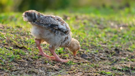 a young chicken rooster hen scratching grass foraging for food