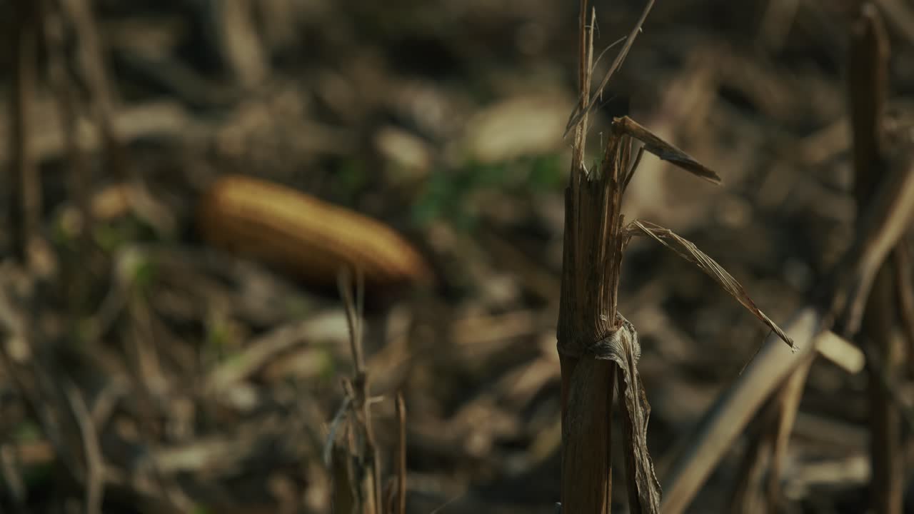 single corn cob lying on dry soil in a harvested field in Lonjsko Polje, Croatia