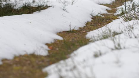 The-latter-will-snow-in-the-woods-on-the-old-road