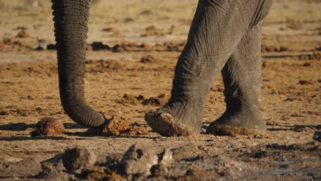 Close-up-of-Savannah-Bush-elephant-trunk-and-feet,-bright-day-in-South-Africa