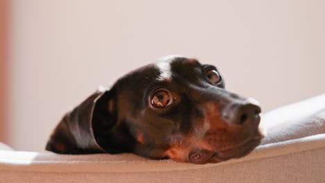 a black and tan dachshund lies in his bed, wagging his tail gently as he looks toward the camera, enjoying a cozy indoor moment.