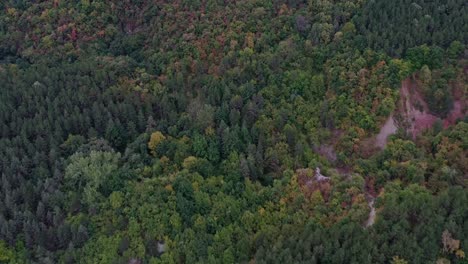 vista aérea del bosque verde en las montañas rodope en europa