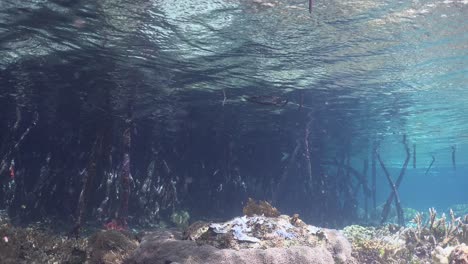 Wide-angle-shot-of-mangroves-underwater-on-shallow-coral-reef-in-Raja-Ampat