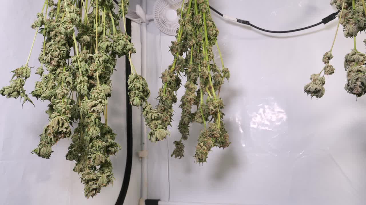 성장 텐트에서 건조 대마초 식물의 돌리 샷
