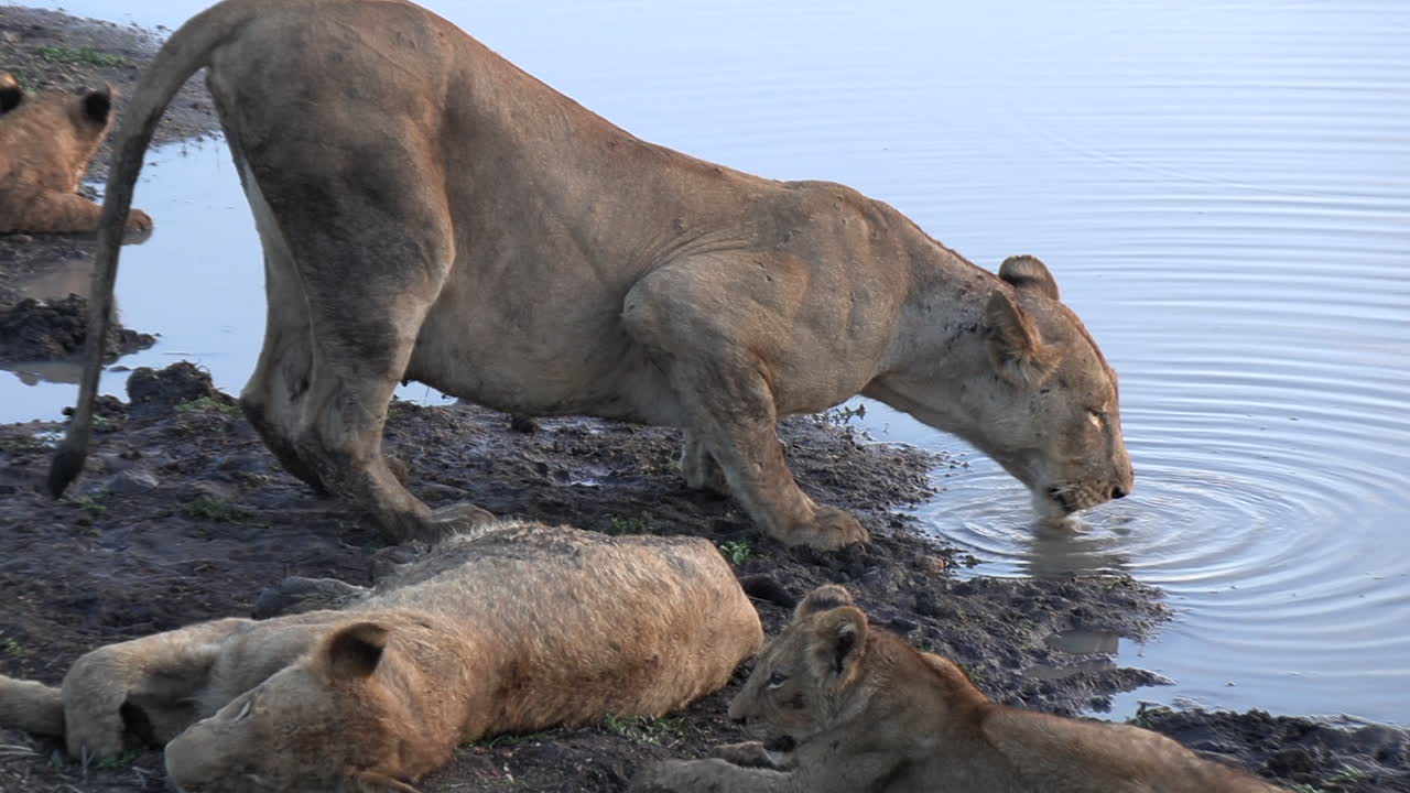 A lioness drinking with her pride at the waterhole