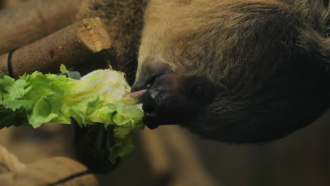 Primer-Plano-De-Un-Perezoso-Comiendo-Lechuga,-Brasil