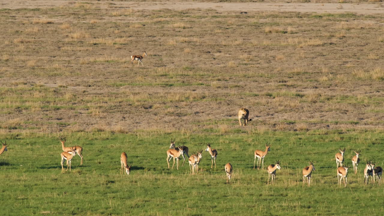 leona caminando hacia la manada de springbok en las llanuras de áfrica