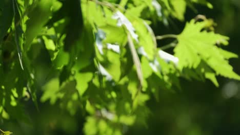 hojas de sicómoro verde meciéndose en el viento suave