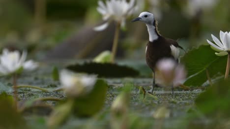 Primer-Plano-De-Jacana-De-Cola-De-Faisán-Con-Flores.