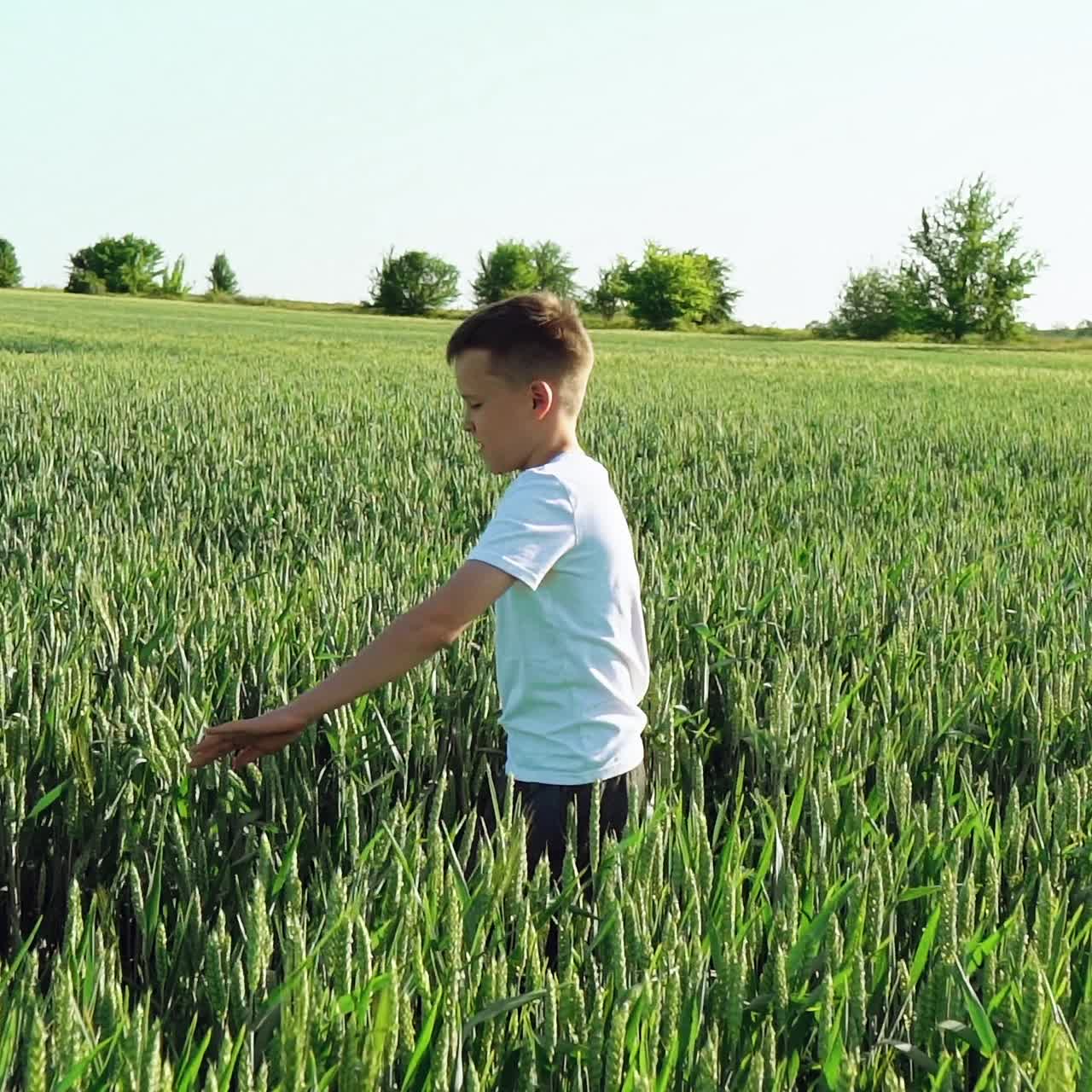 Boy is walking along the wheat field.