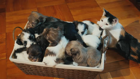 a box of cute little puppies on the floor