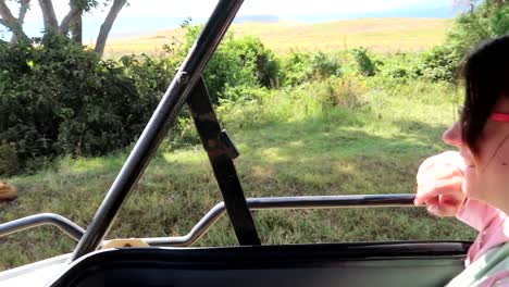 primer plano trasero de una mujer observando un león cerca de un coche safari 4x4