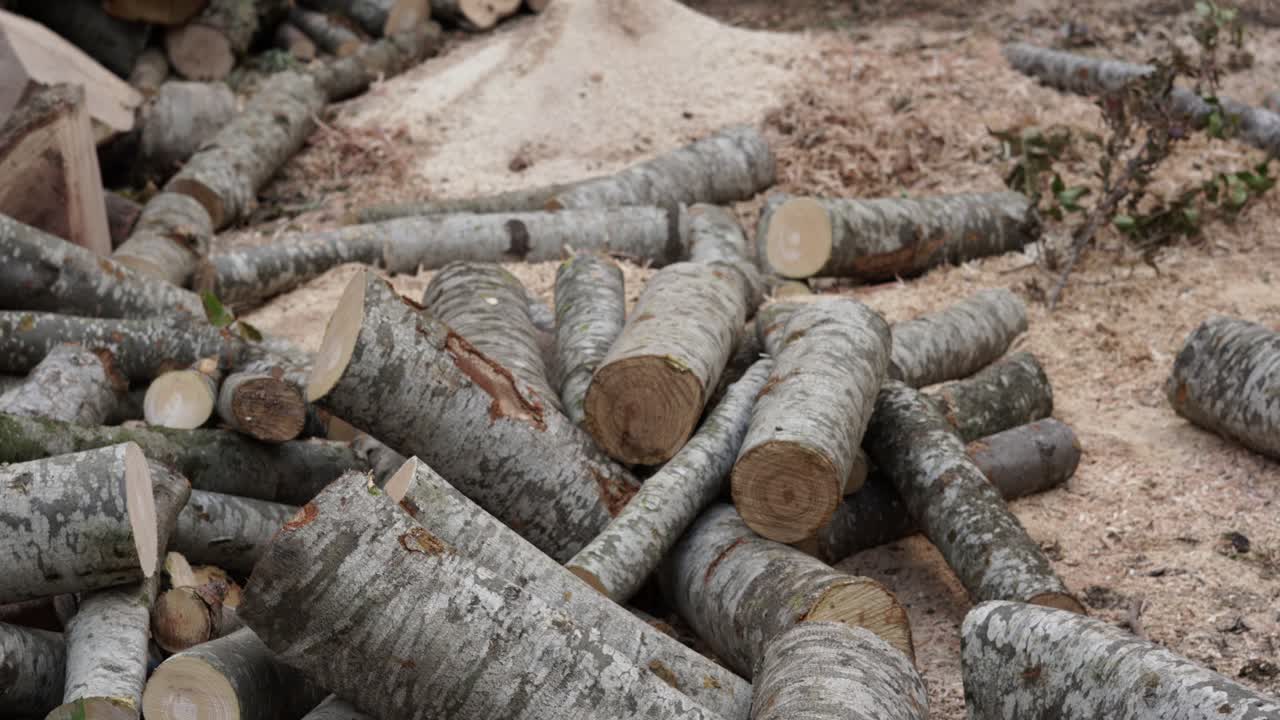 장작 더미에 떨어지는 나무를 자르고 다가오는 겨울을 준비하십시오