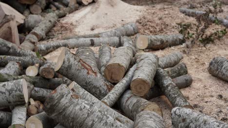 cut wood falling on a firewood pile, ready for coming winter